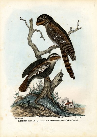 Papuan Frogmouth, 1863-79 by Raimundo Petraroja